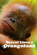 Nonton Film Secret Lives of Orangutans (2024) NONTONDULU
