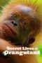 Nonton Film Secret Lives of Orangutans (2024) NONTONDULU Nonton Film Secret Lives of Orangutans (2024) NONTONDULU