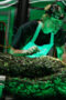Nonton Film Swamp Thing Season 1 Episode 9 NONTONDULU Nonton Film Swamp Thing Season 1 Episode 9 NONTONDULU