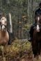 Nonton Film Chapelwaite Season 1 Episode 5 NONTONDULU Nonton Film Chapelwaite Season 1 Episode 5 NONTONDULU